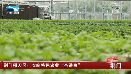 荊門掇刀區 吹響特色農業奮進曲，譜寫農林牧漁新篇章