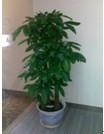 專業綠化，無憂托管 解析廣州市壹展園林綠化的植物租賃與維護服務