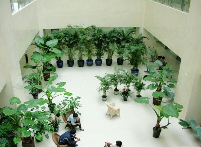 南韻竹風 以專業(yè)養(yǎng)護服務，構筑植物租擺的價值新標桿